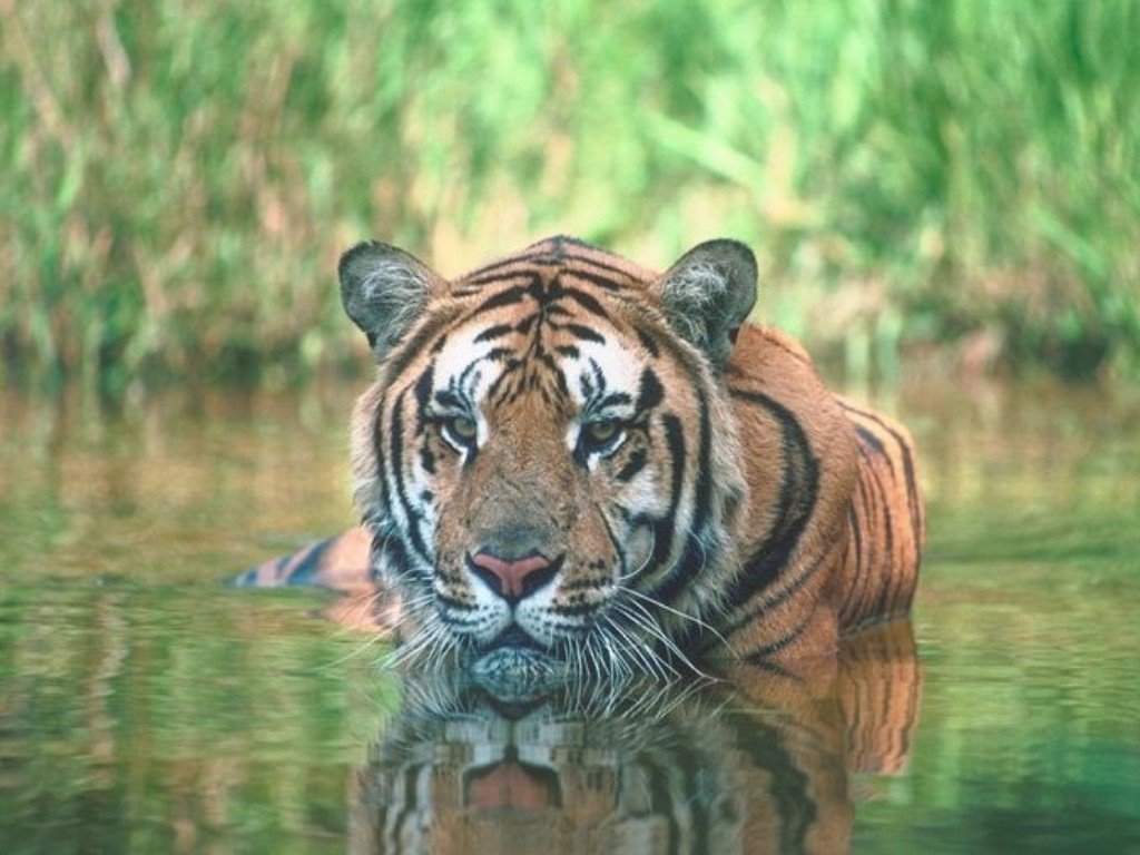 Wallpapers Animals Felines - Tigers 