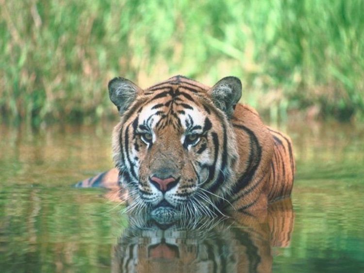 Wallpapers Animals Felines - Tigers Wallpaper N39244