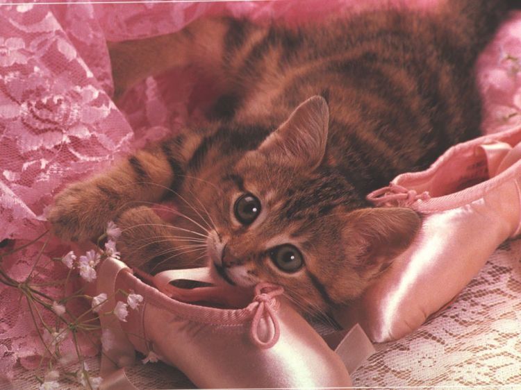 Fonds d'cran Animaux Chats - Chatons Wallpaper N38630