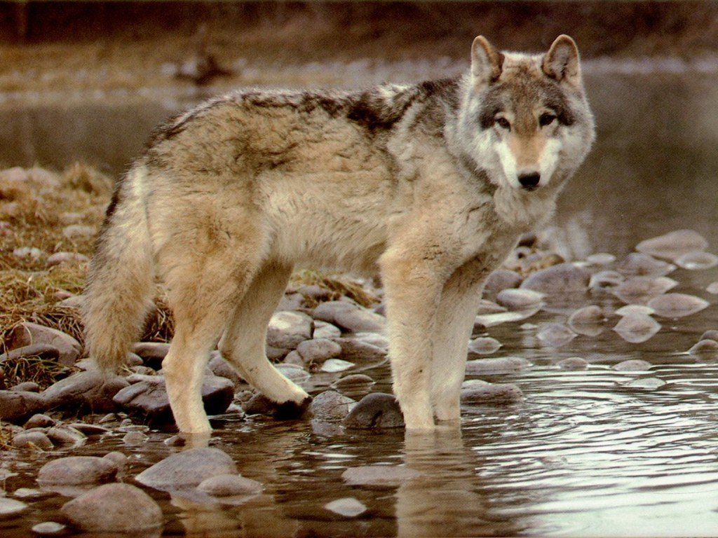 Fonds d'cran Animaux Loups 