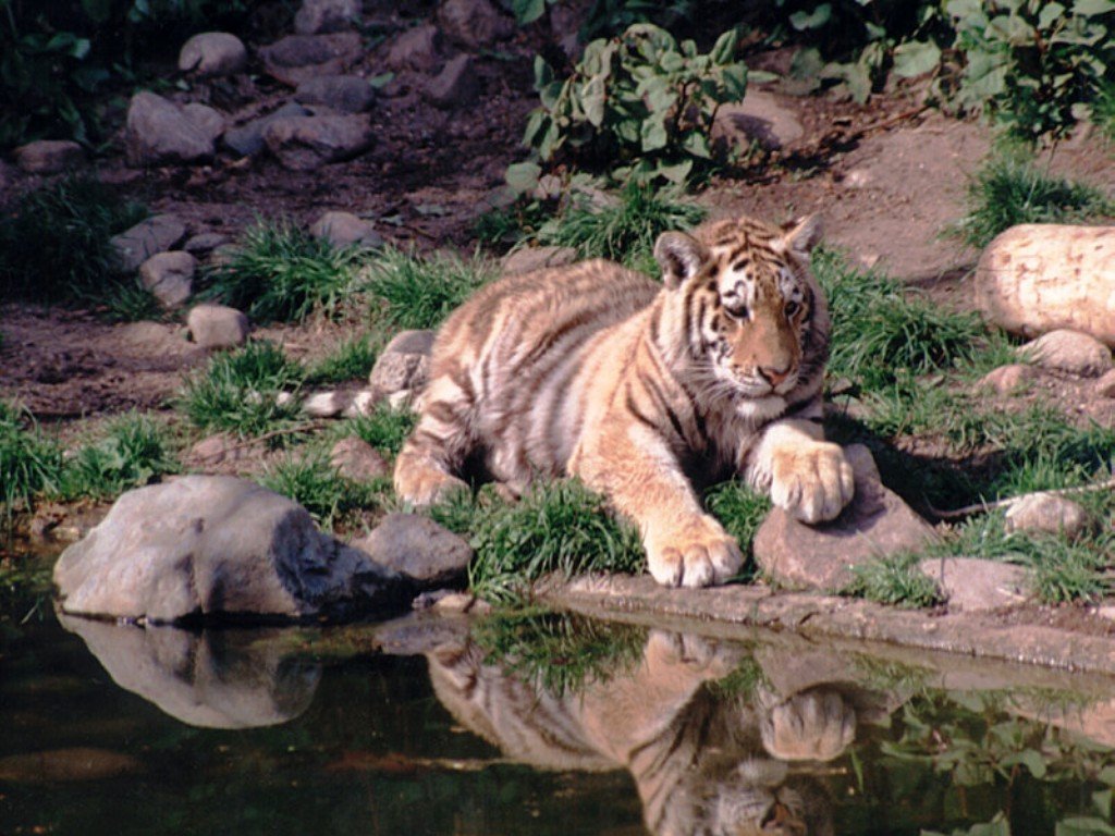 Fonds d'cran Animaux Flins - Tigres 