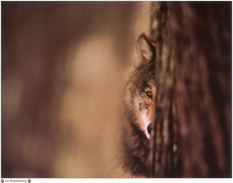 Fonds d'cran Animaux Loups Wallpaper N38920