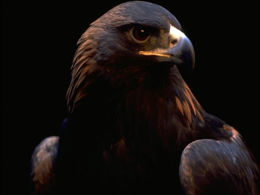 Wallpapers Animals Birds - Eagles 