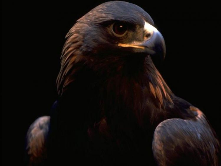 Wallpapers Animals Birds - Eagles Wallpaper N39048