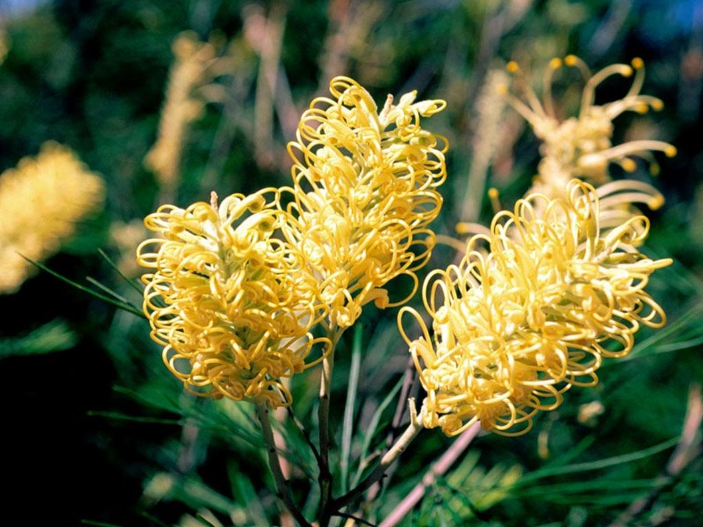 Fonds d'cran Nature Fleurs 