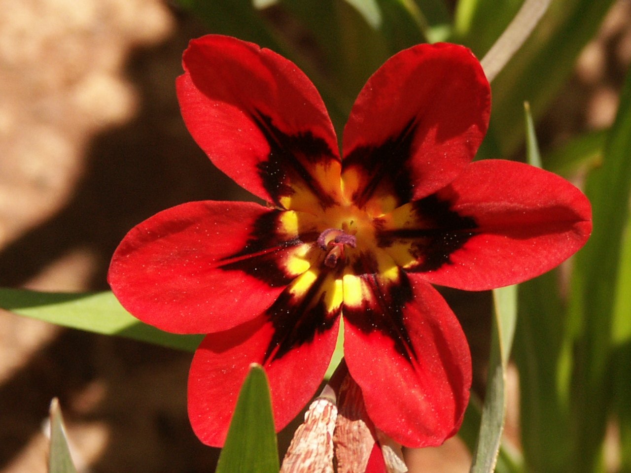 Fonds d'cran Nature Fleurs 