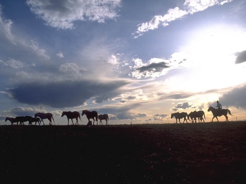 Fonds d'cran Animaux Chevaux 