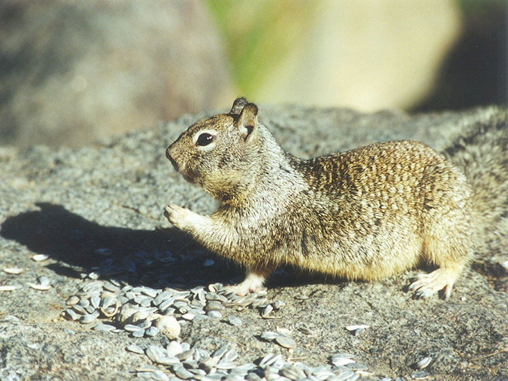 Fonds d'cran Animaux Rongeurs - Divers 