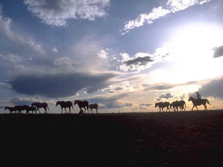 Fonds d'cran Animaux Chevaux Wallpaper N38674