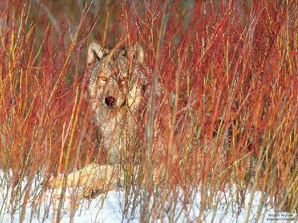 Fonds d'cran Animaux Loups 