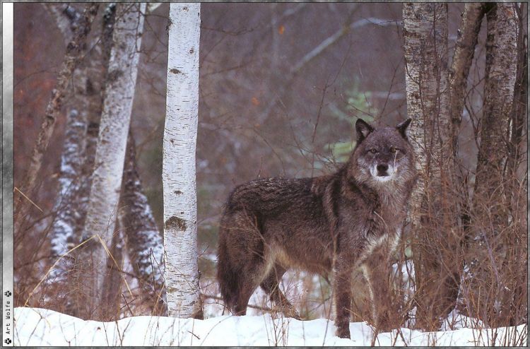 Fonds d'cran Animaux Loups Wallpaper N38933