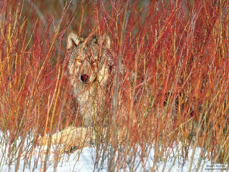 Fonds d'cran Animaux Loups Wallpaper N38889