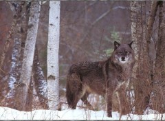 Fonds d'cran Animaux Image sans titre N38933