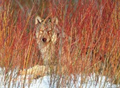 Fonds d'cran Animaux Image sans titre N38889