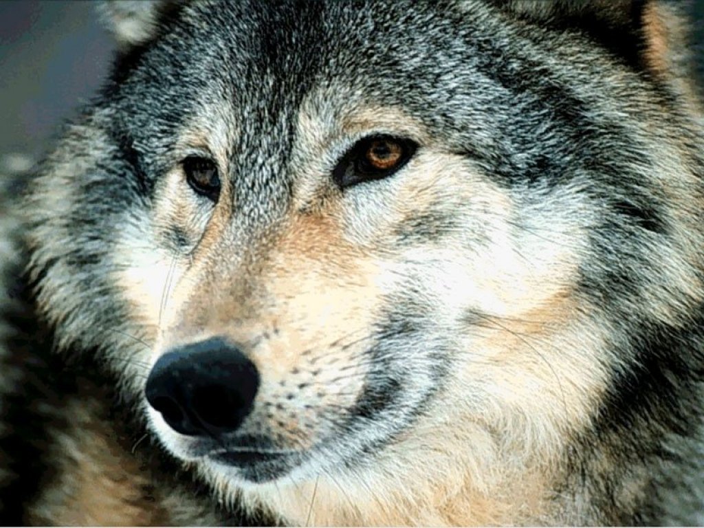 Wallpapers Animals Wolves 