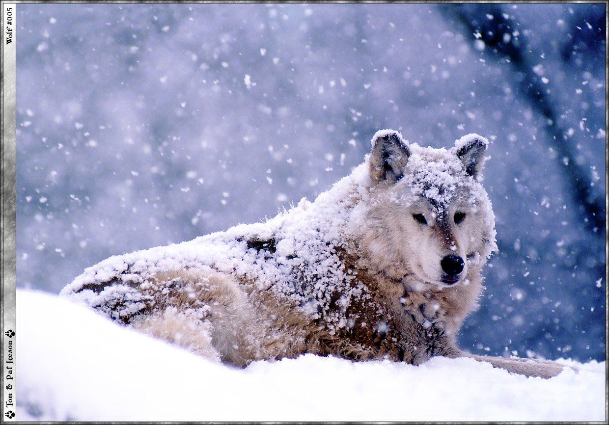 Wallpapers Animals Wolves 