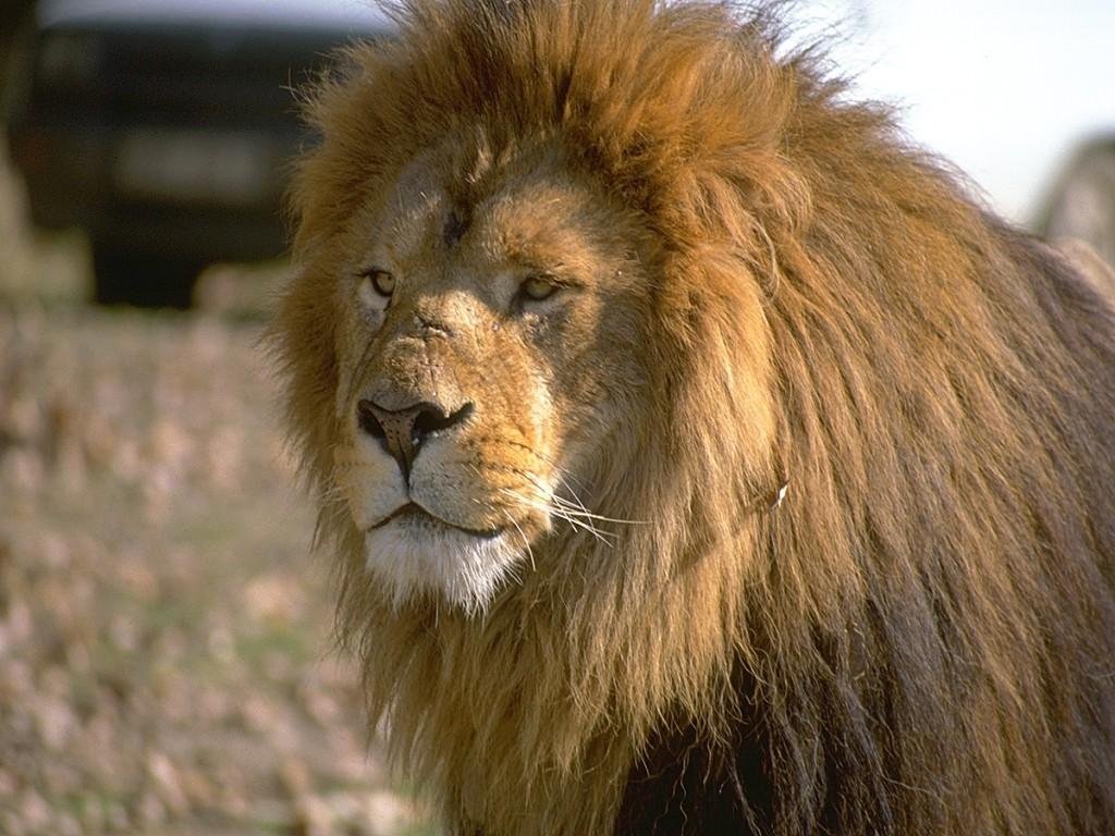 Wallpapers Animals Felines - Lions 