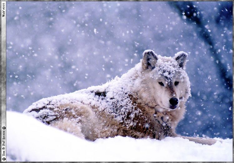 Wallpapers Animals Wolves Wallpaper N38969