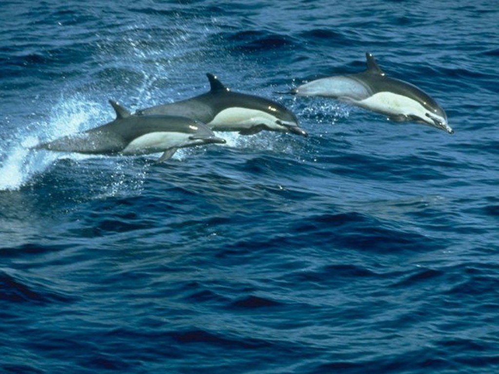 Wallpapers Animals Sealife - Dolphins 