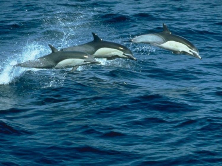 Wallpapers Animals Sealife - Dolphins Wallpaper N38742