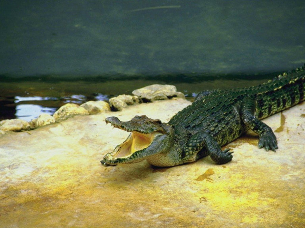 Fonds d'cran Animaux Crocodiles - Alligators - Camans 