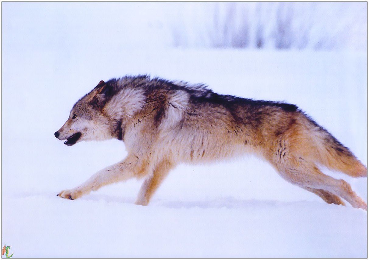 Fonds d'cran Animaux Loups 