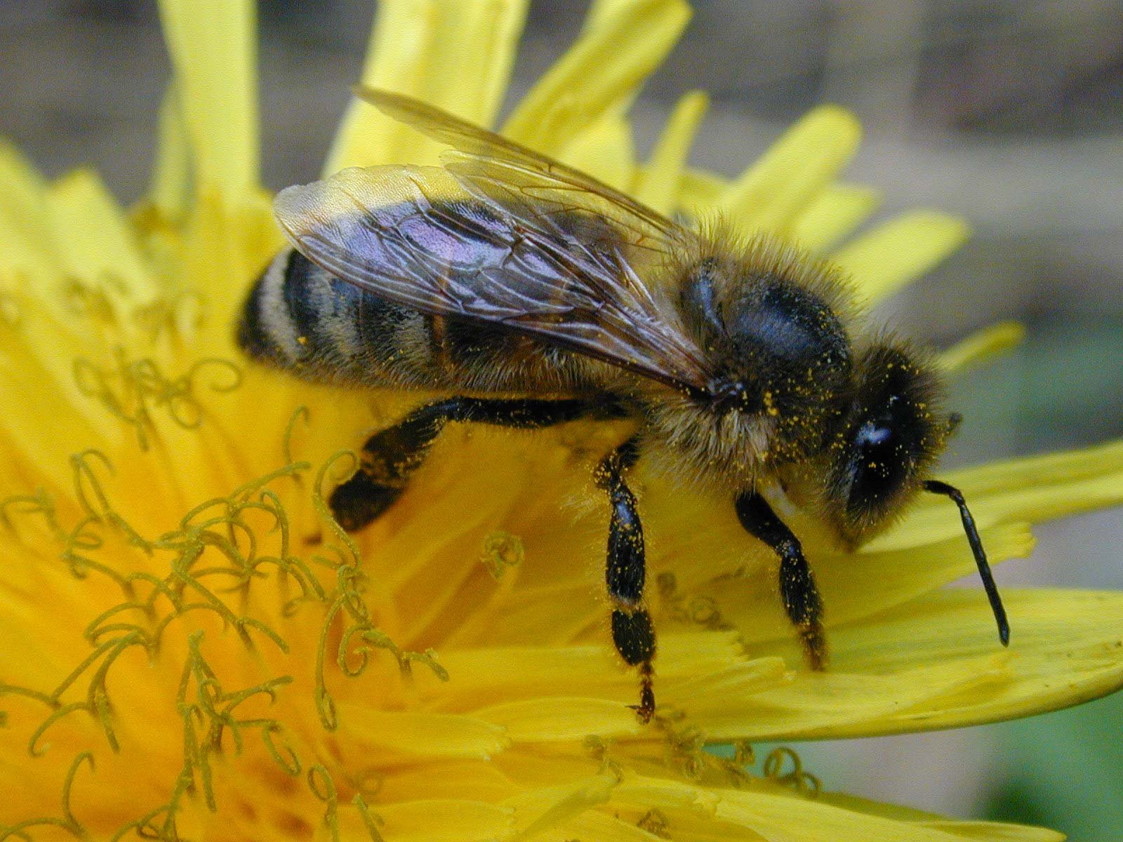 Fonds d'cran Animaux Insectes - Abeilles Gupes ... 