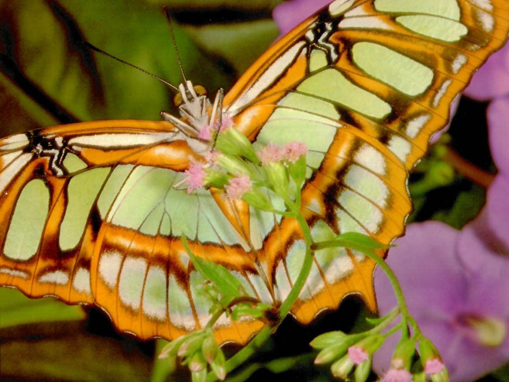 Wallpapers Animals Insects - Butterflies 