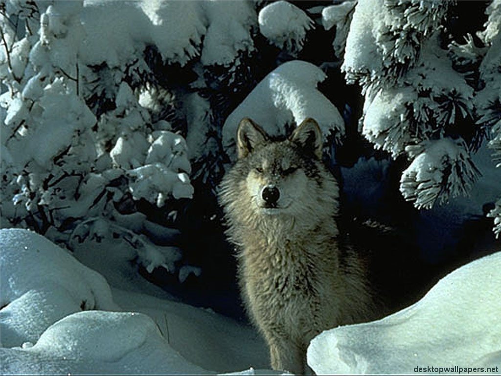 Wallpapers Animals Wolves 