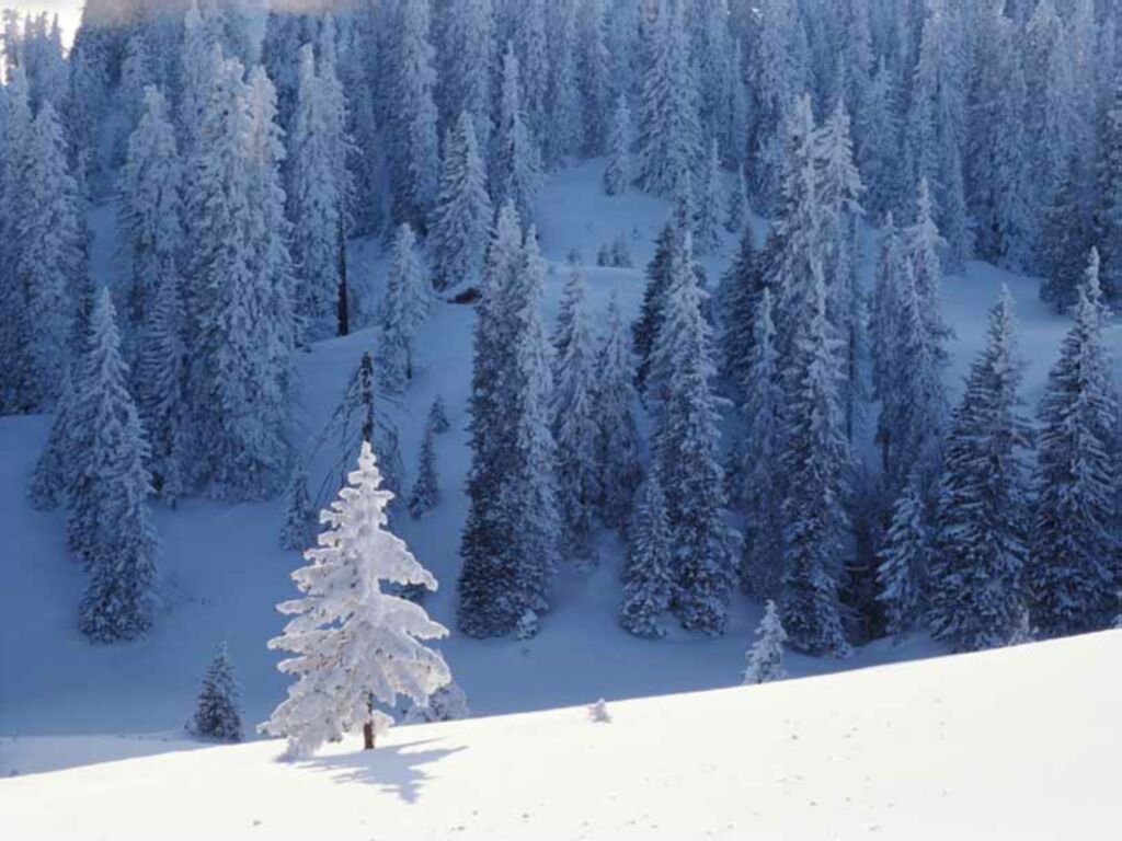 Fonds d'cran Nature Arbres - Forts 