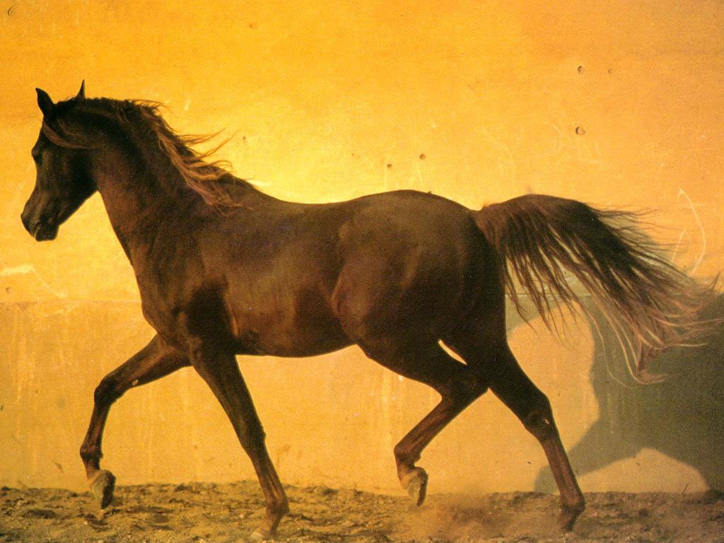 Fonds d'cran Animaux Chevaux 