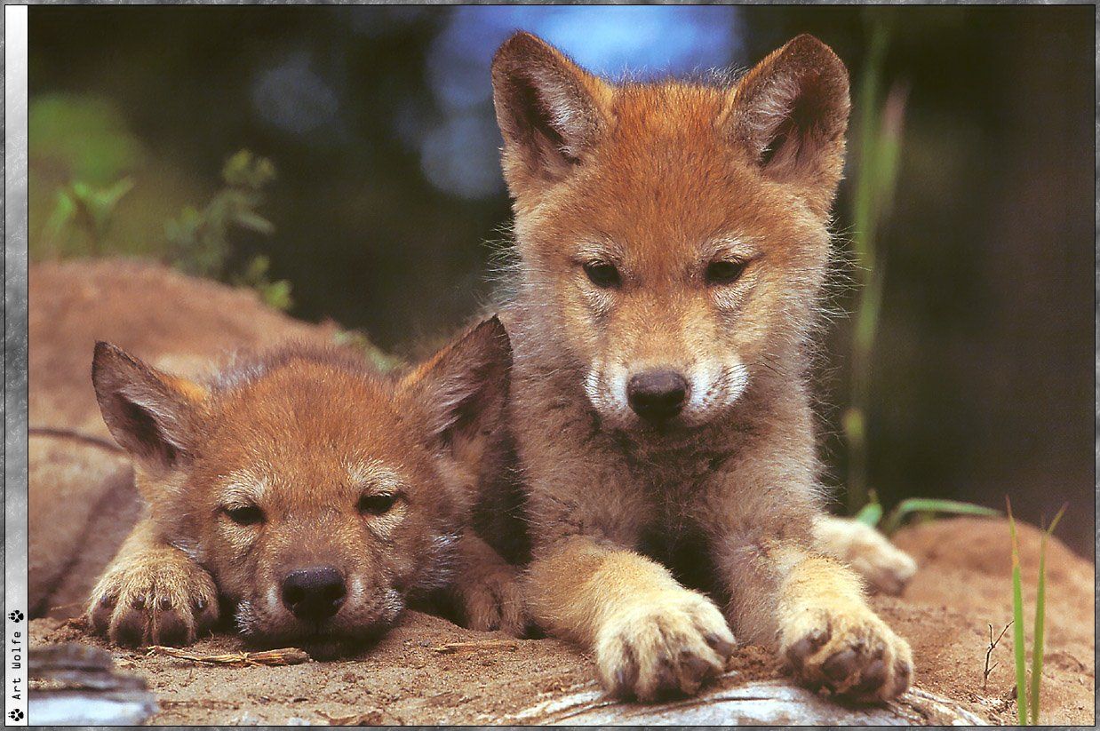 Wallpapers Animals Wolves 