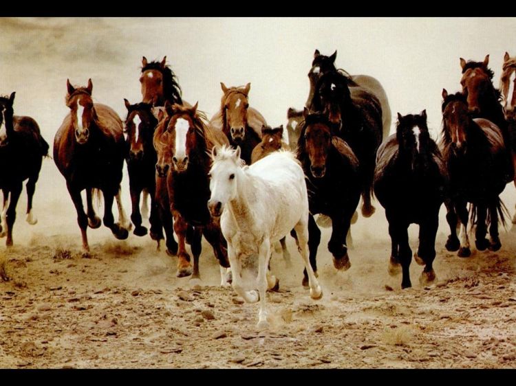 Wallpapers Animals Horses Wallpaper N38682