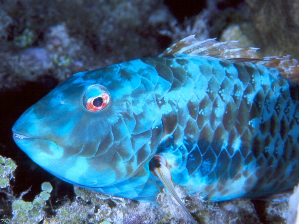 Fonds d'cran Animaux Vie marine - Poissons 