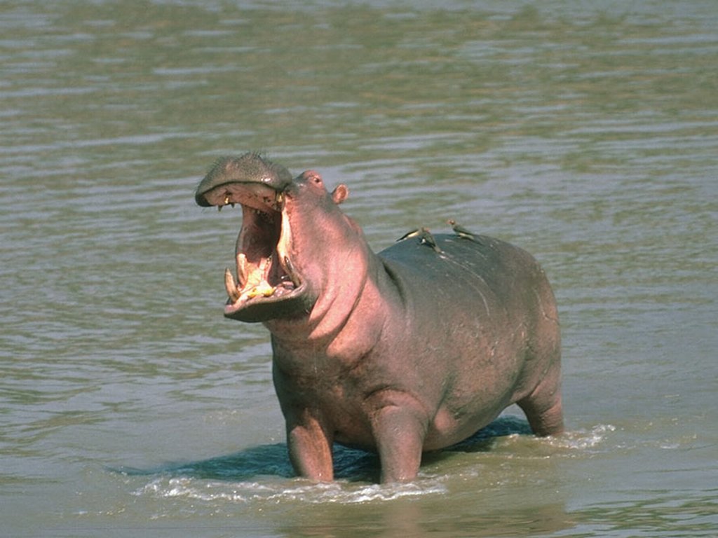 Fonds d'cran Animaux Hippopotames 