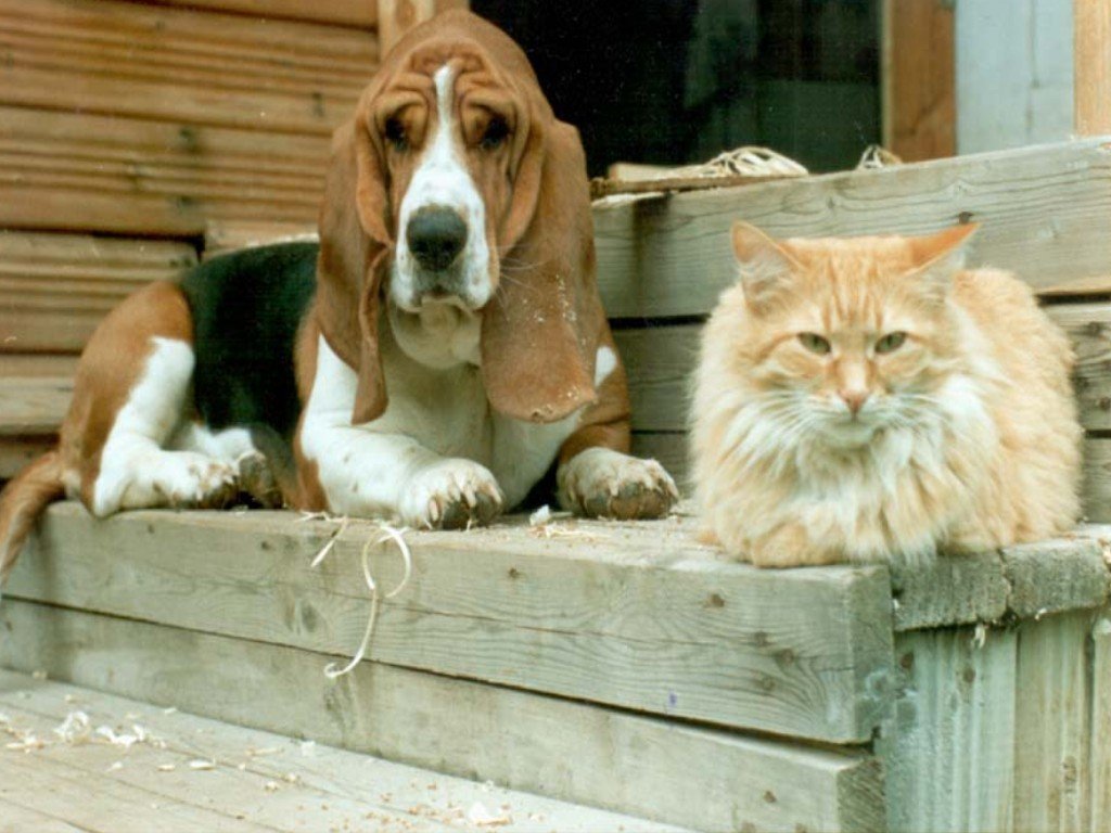 Fonds d'cran Animaux Chiens 