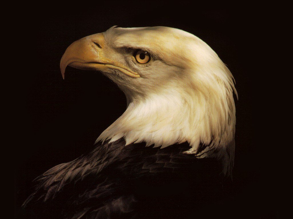 Wallpapers Animals Birds - Eagles 