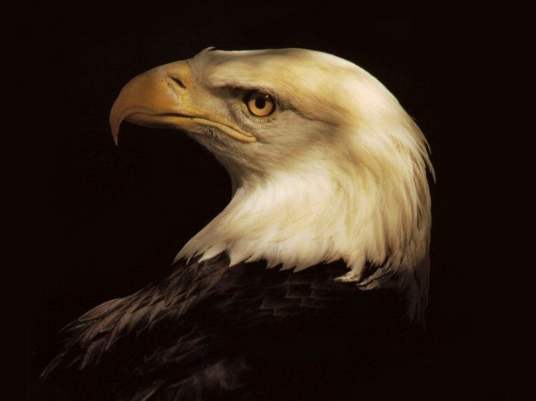 Wallpapers Animals Birds - Eagles Wallpaper N39065