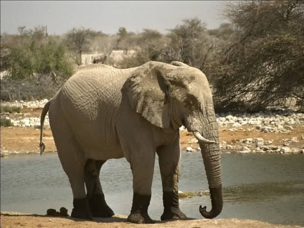 Wallpapers Animals Elephants 