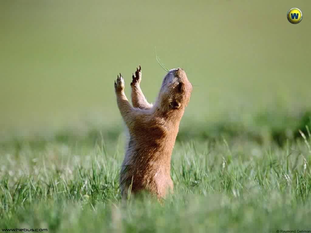 Fonds d'cran Animaux Rongeurs - Marmottes 