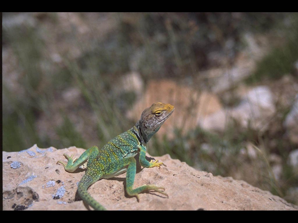 Fonds d'cran Animaux Lzards - Iguanes 