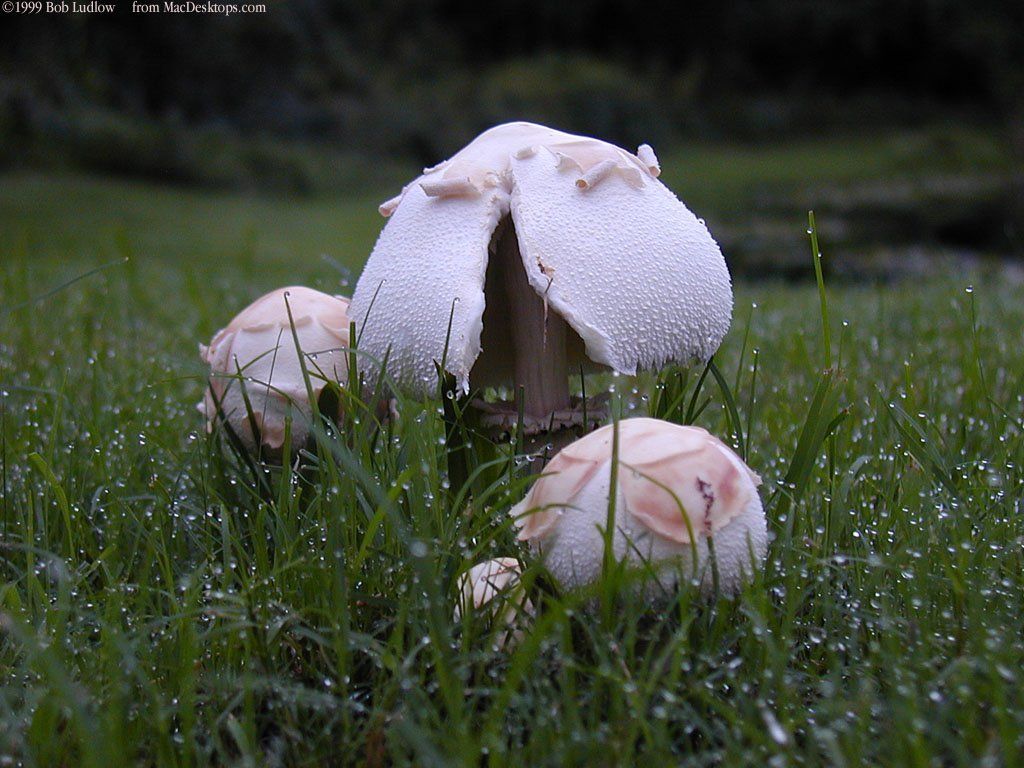 Fonds d'cran Nature Arbres - Forts 