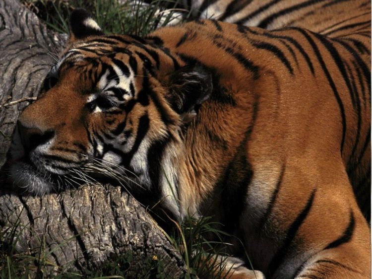 Fonds d'cran Animaux Flins - Tigres Wallpaper N39239