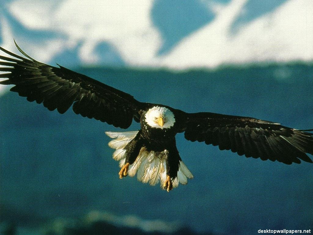 Wallpapers Animals Birds - Eagles 