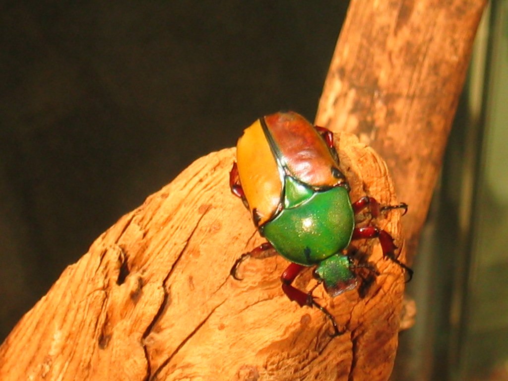 Fonds d'cran Animaux Insectes - Divers 