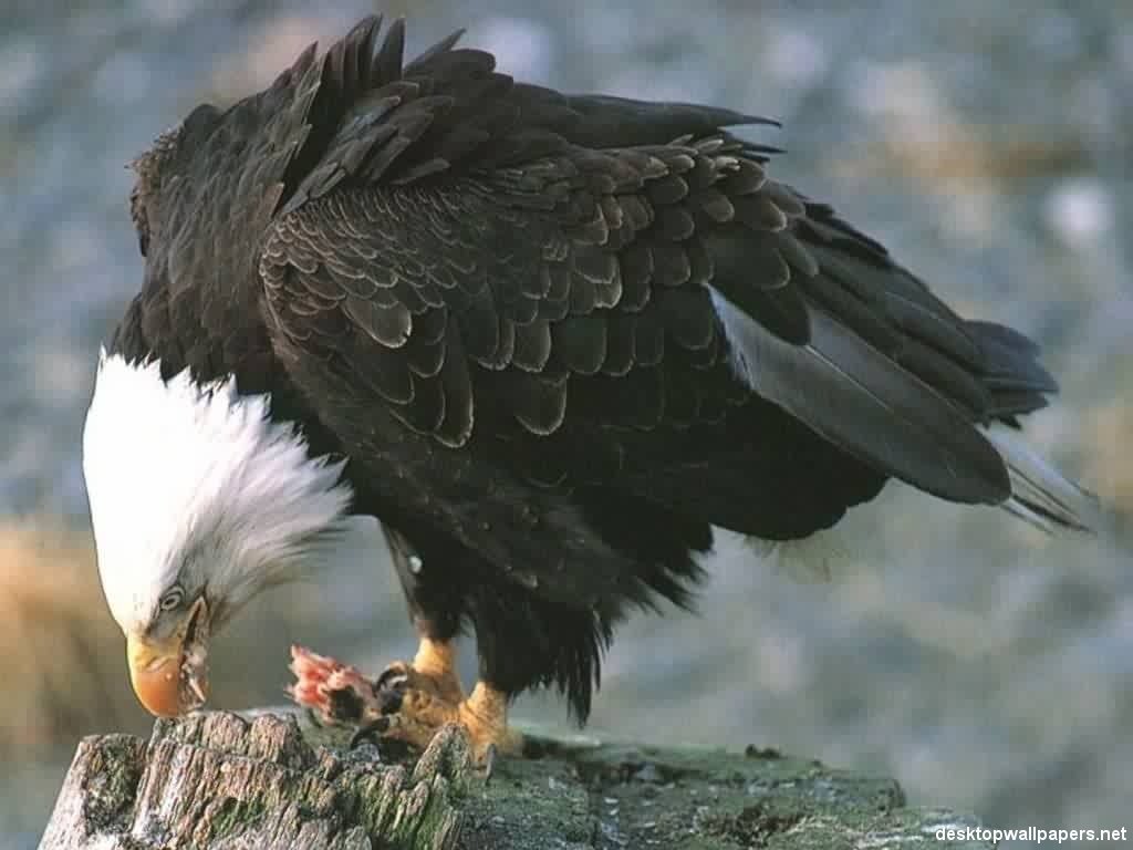 Wallpapers Animals Birds - Eagles 