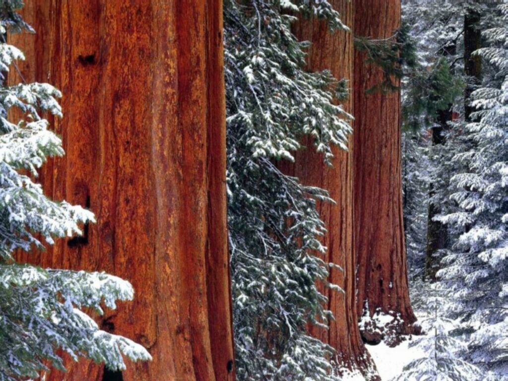 Fonds d'cran Nature Arbres - Forts 