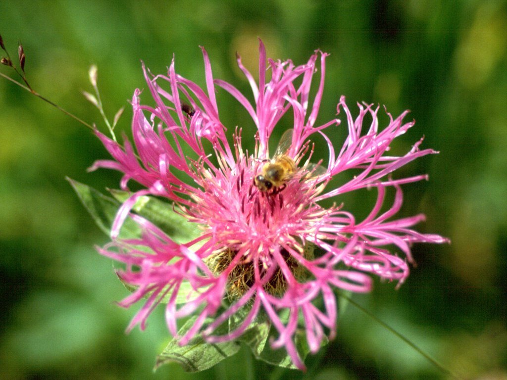 Fonds d'cran Animaux Insectes - Abeilles Gupes ... 