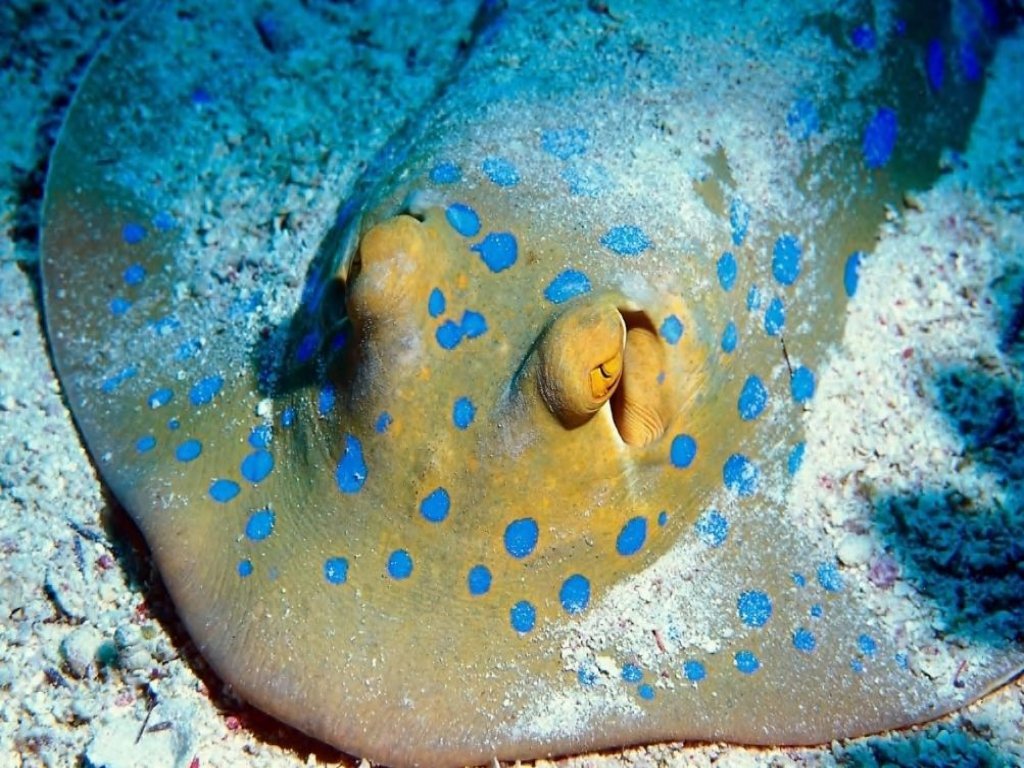 Fonds d'cran Animaux Vie marine - Poissons 