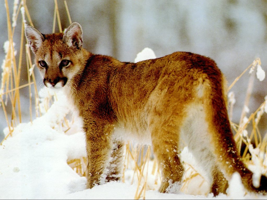 Fonds d'cran Animaux Flins - Pumas 